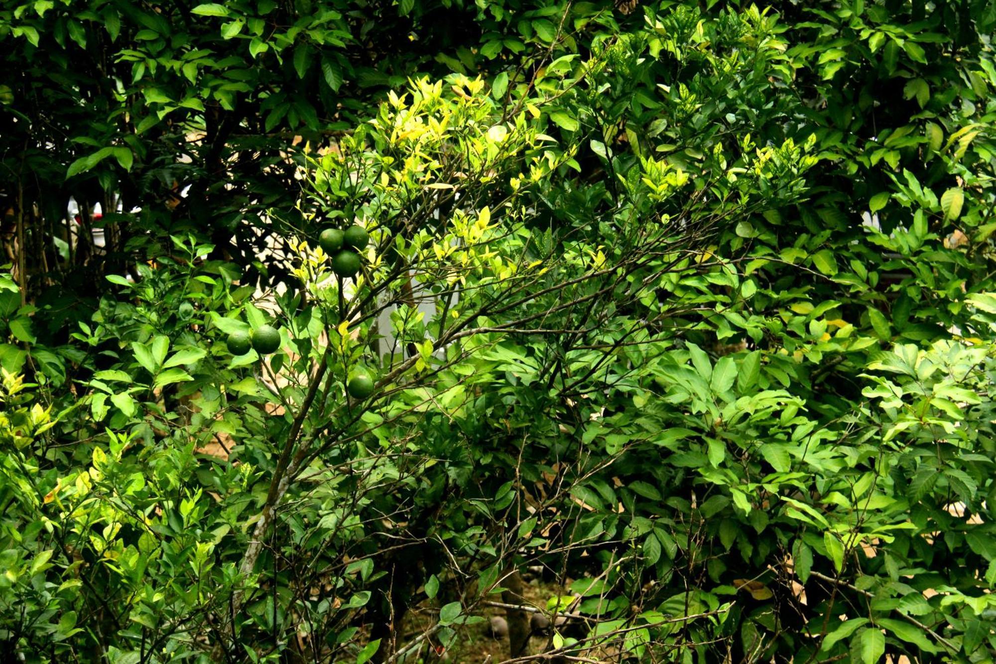 The Breeze Pinnawala Pinnawala  Kültér fotó